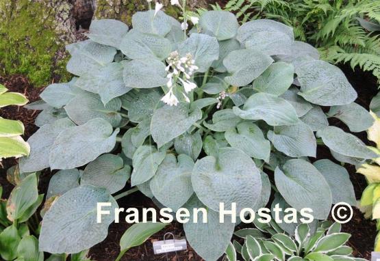 Hosta Abiqua Blue Crinkles